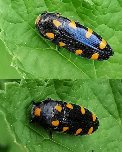 Réf. 329 726 : Ptosima undecimmaculata